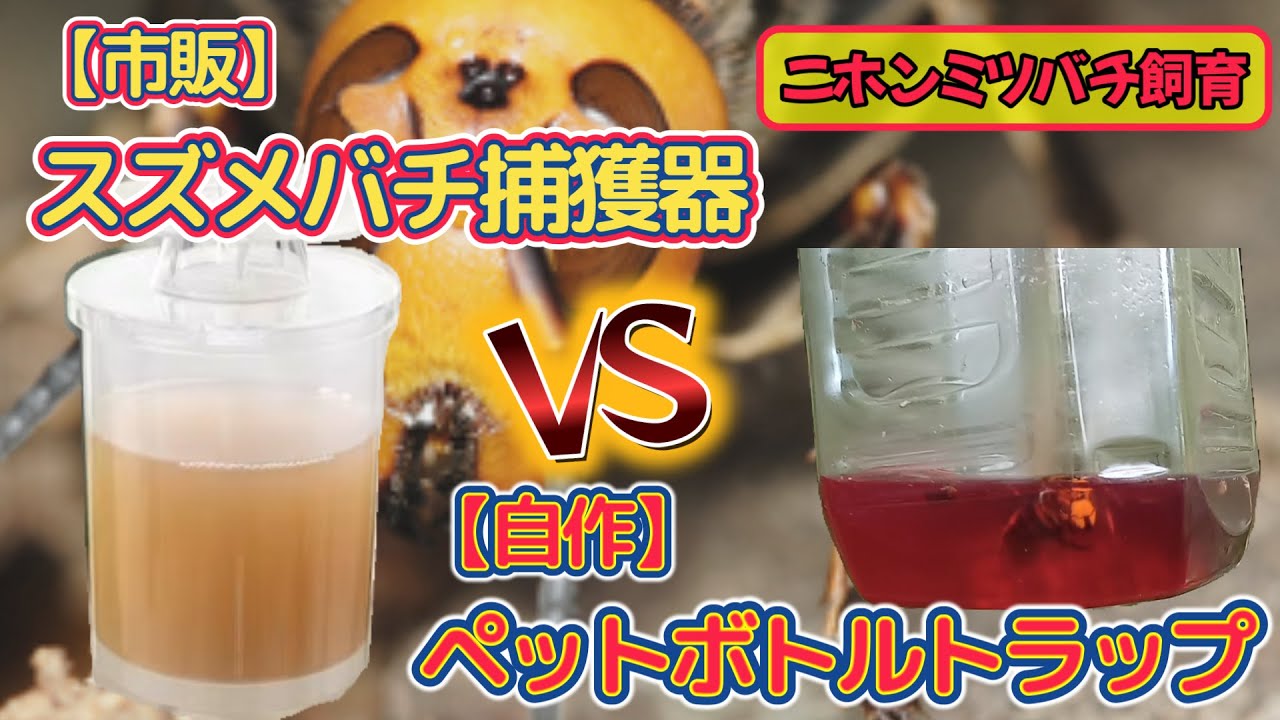 A battle between a commercially available hornet trap and a