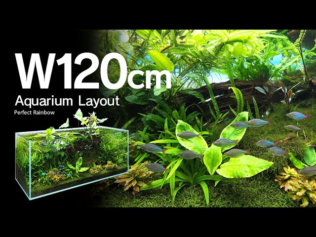 ADAview] Perfect Rainbow パーフェクトレインボー -W120cm Aquarium