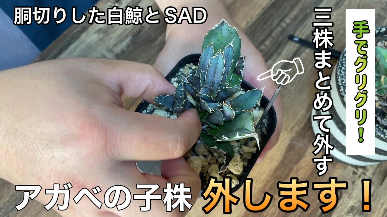 Can I remove all the baby agave plants at once and make a three