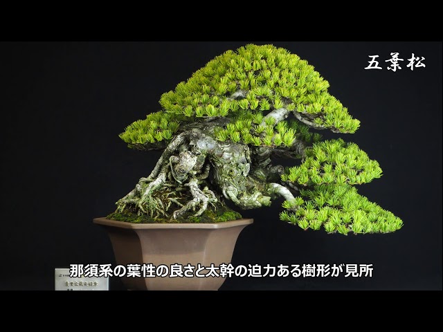 第93回 国風盆栽展 - YouTube