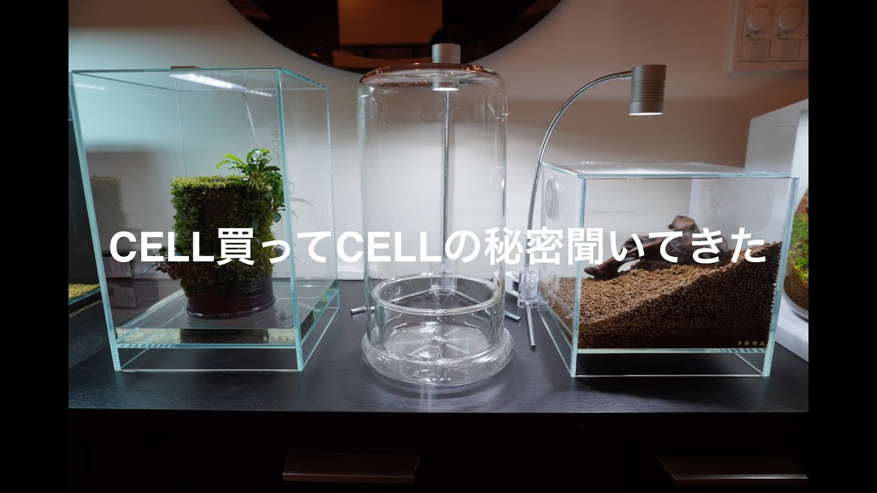 ADA DOOAから新しく出たCELL買っちゃった話 - YouTube