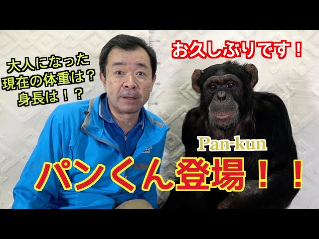 Genius! The golden duo of chimpanzee Pan-kun and Miyazawa-san is
