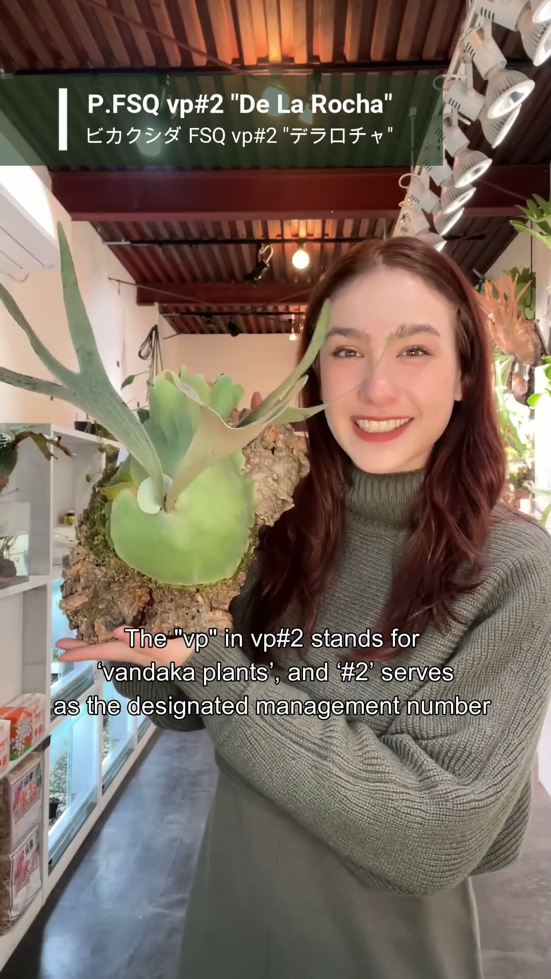 FSQ vp#2 #デラロチャ #platycerium FSQ vp#2 ”De La Rocha
