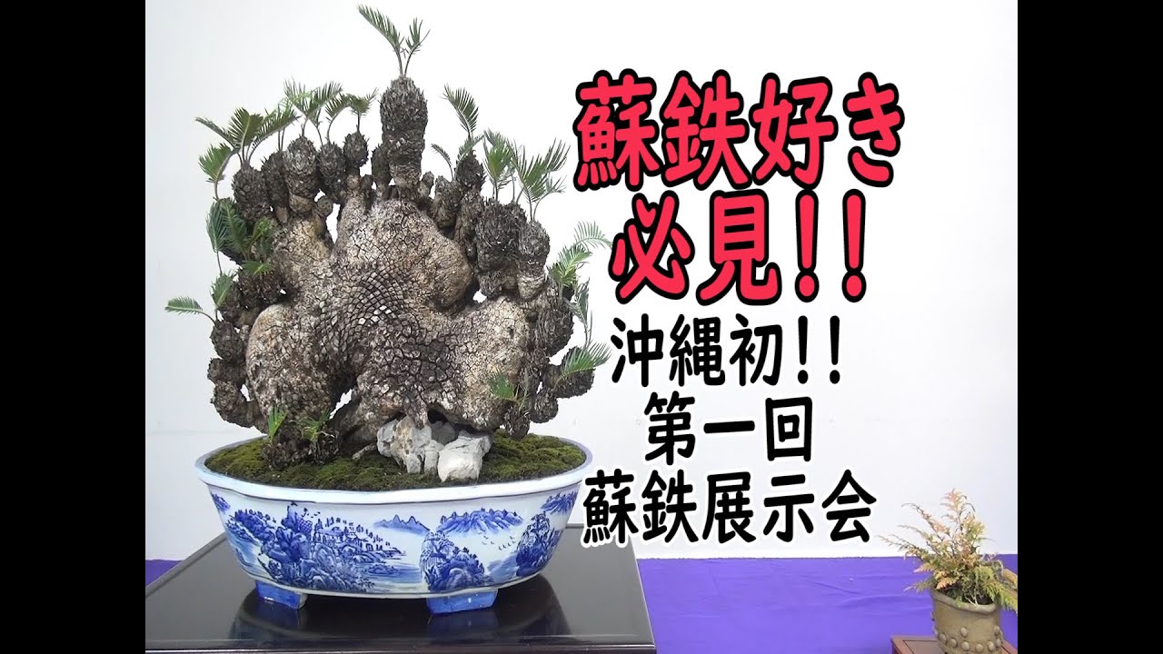 第一回蘇鉄盆栽展示会 BONSAI WROLD[151] - YouTube