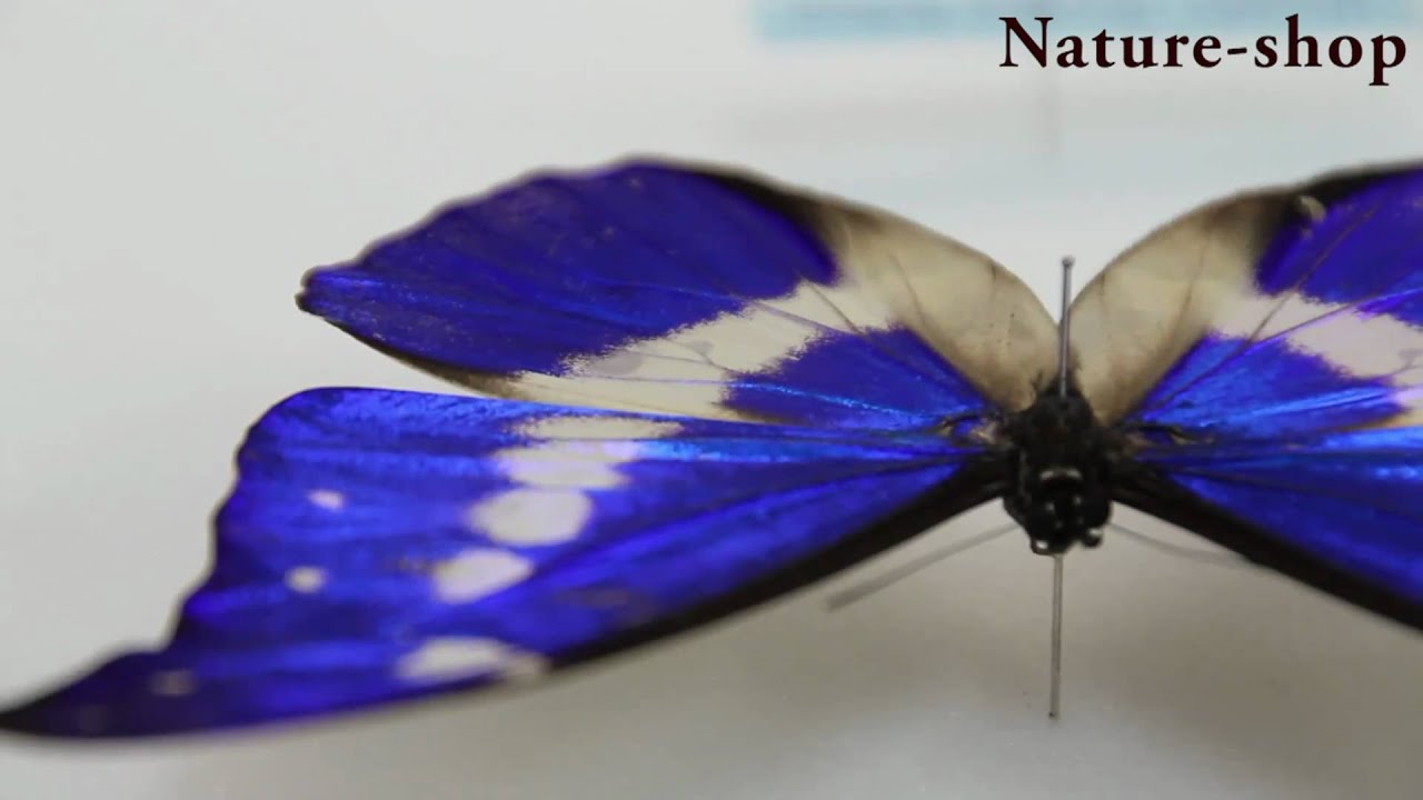 ヘレナモルフォ｜Morpho rhetenor helena｜蝶の標本販売専門サイト