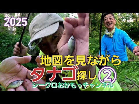 タナゴ釣り]地図を見ながらタナゴ探し2025②#ヤリタナゴ#タナゴ釣り