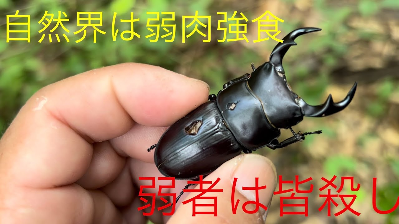 オオクワガタ樹液採集（THE御神木）最終章 - YouTube