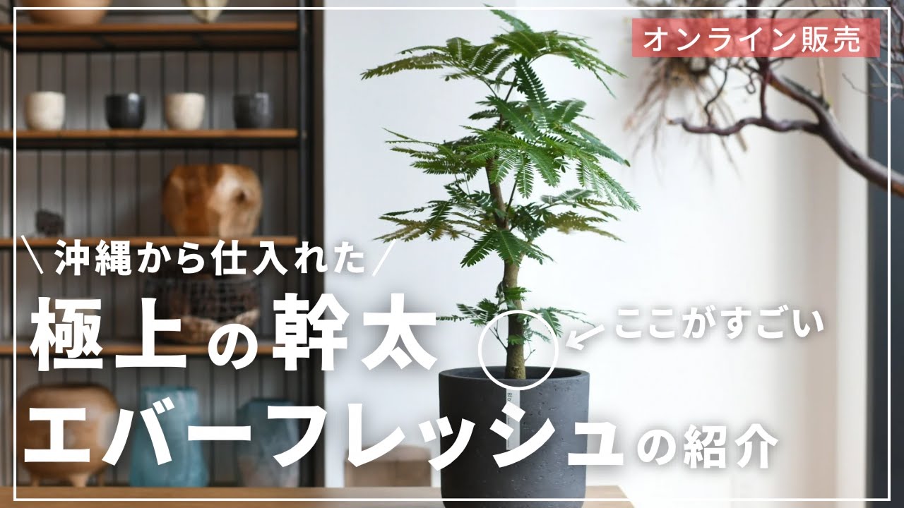 Online Sales] Introducing the finest Everfresh, produced over 6