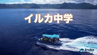 イルカ中学 野生のイルカ＆ウミガメシュノーケリングクルーズ 高速