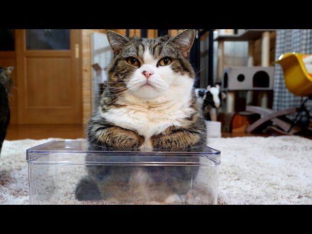 透明な箱で寛ぐねこ。-Maru relaxes on the transparent box.- - YouTube