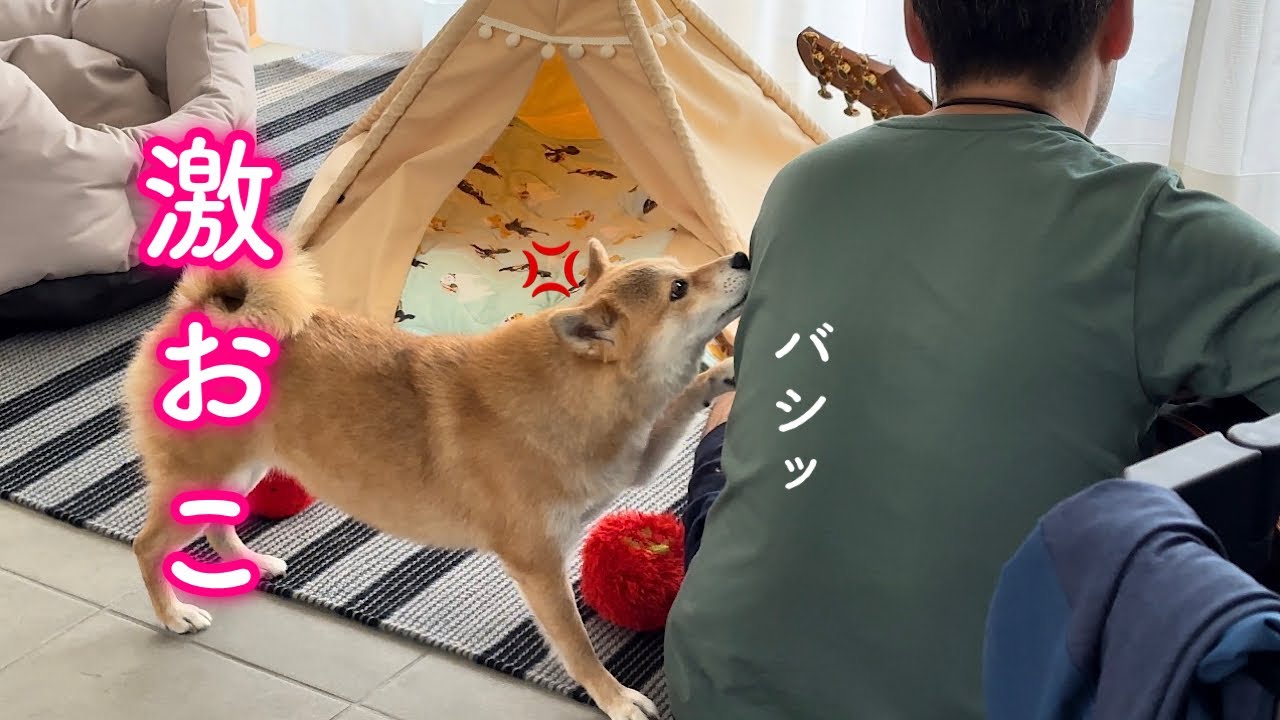 This adorable Shiba Inu scolds Dad for ignoring Mom. - YouTube