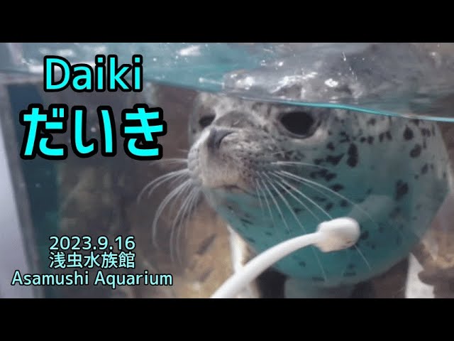 だいき0歳】Daiki is the same age as Turbo.【浅虫水族館】 - YouTube