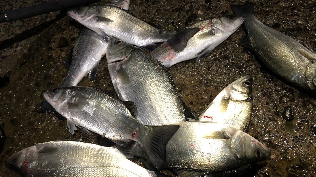 ZEXUS ZX-195 - YouTube