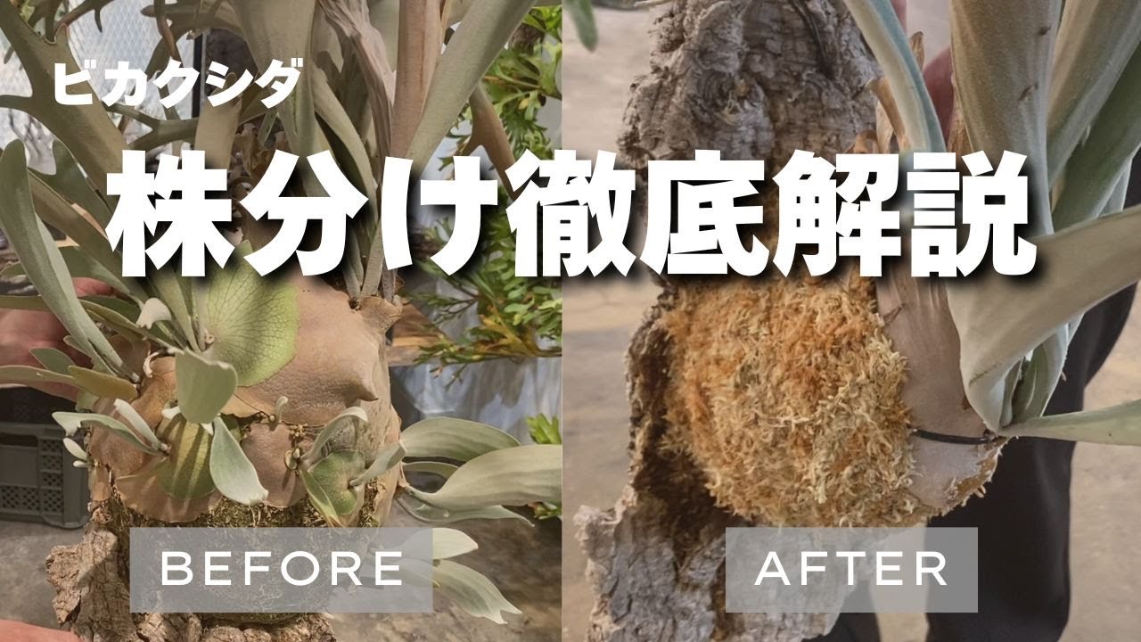 ビカクシダを増やそう！子株の株分け徹底解説！ - YouTube
