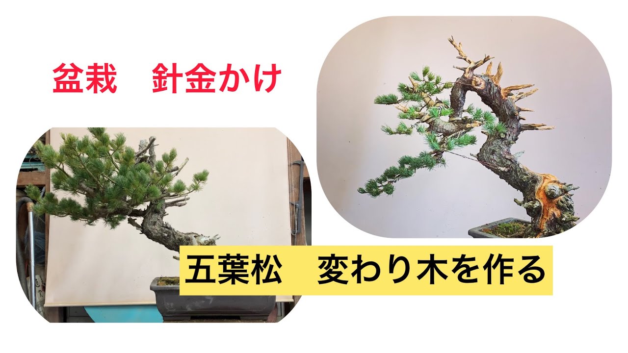 盆栽 針金かけ 五葉松 変わり木の整形 #bonsai #盆栽 - YouTube