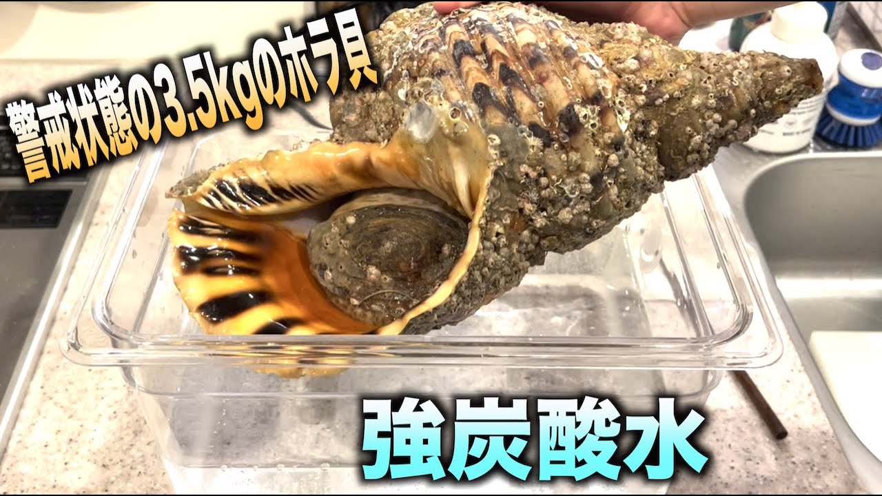 超警戒状態の巨大ホラ貝を強炭酸水にぶっ込んだ結果wwwwww - YouTube