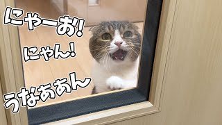 Here is the cat who can't stop talking and wants to come out of