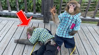 The resident monkey Kai has been defeated It's an emergency