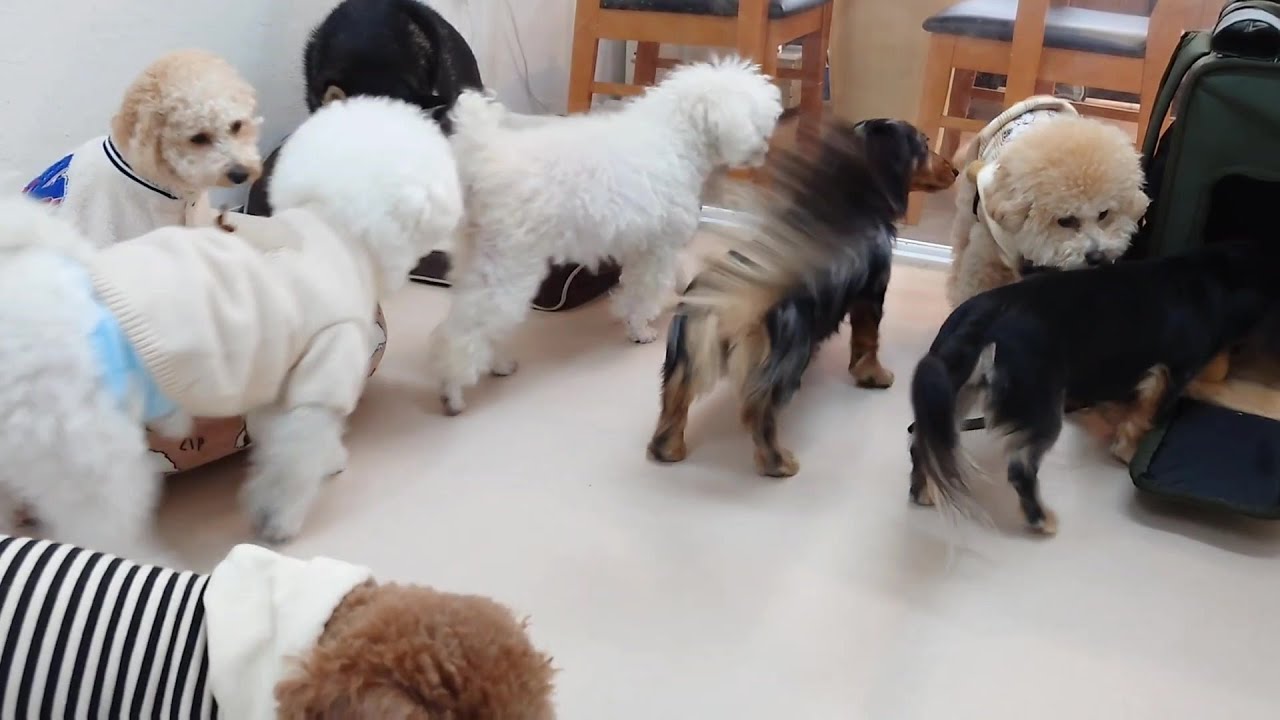 はじめてトイプードルの周りが騒がしい 🐶ひみつきちなう！②🐶 2026年