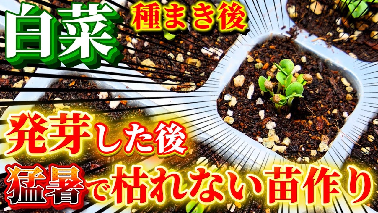 Chinese cabbage] Do this once it germinates! We'll explain what