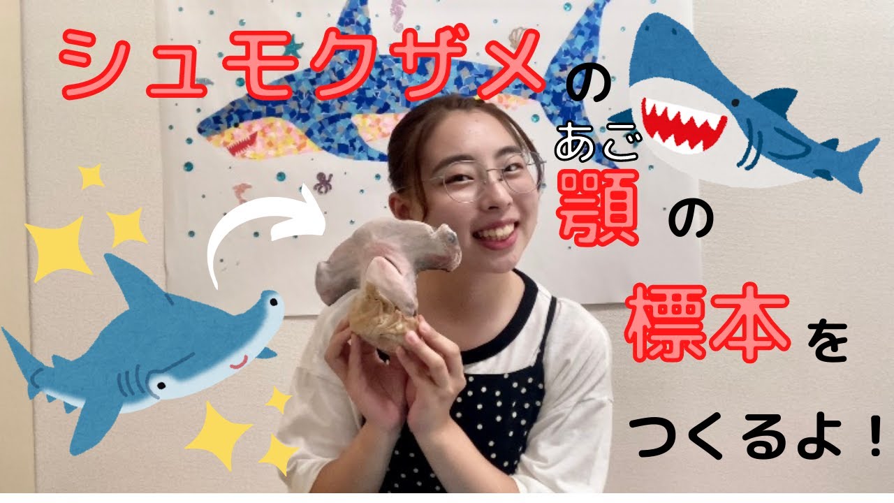 骨格標本】サメの顎の標本つくってみた - YouTube