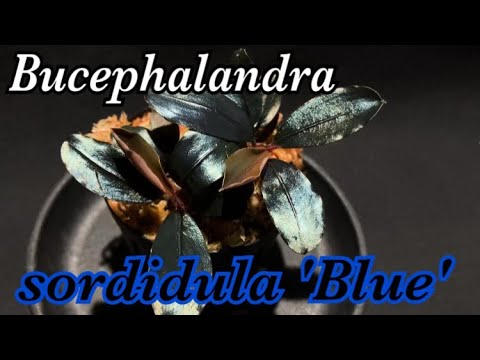 第80話】「ブセファランドラ ソルディデュラブルー」 - YouTube