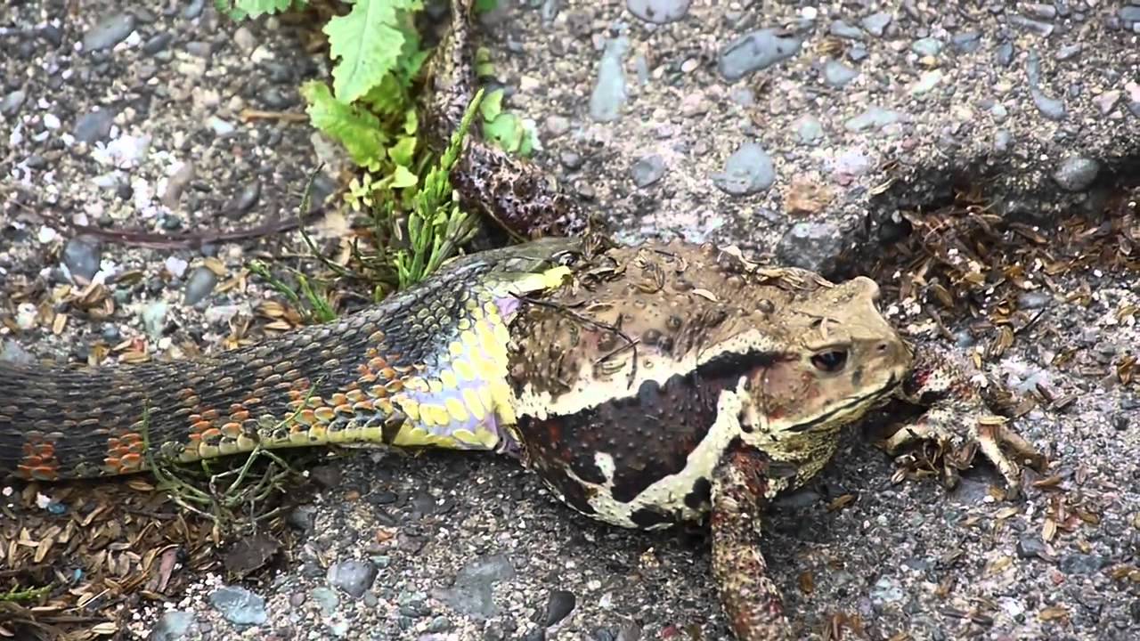 maxresdefault.jpg?sqp=-