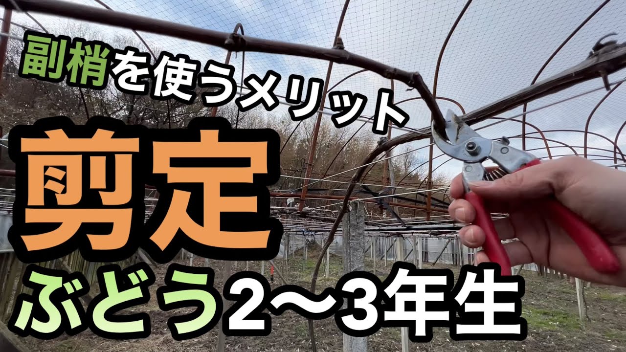 ぶどうの剪定2〜3年生〜副梢を使う効果と切り戻しの必要性〜 - YouTube