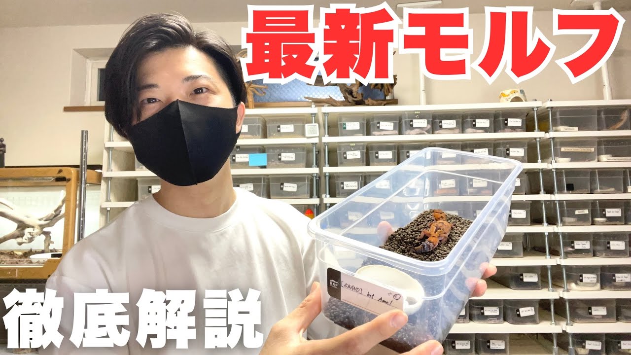 Introducing the latest morphs that will be available in Japan for