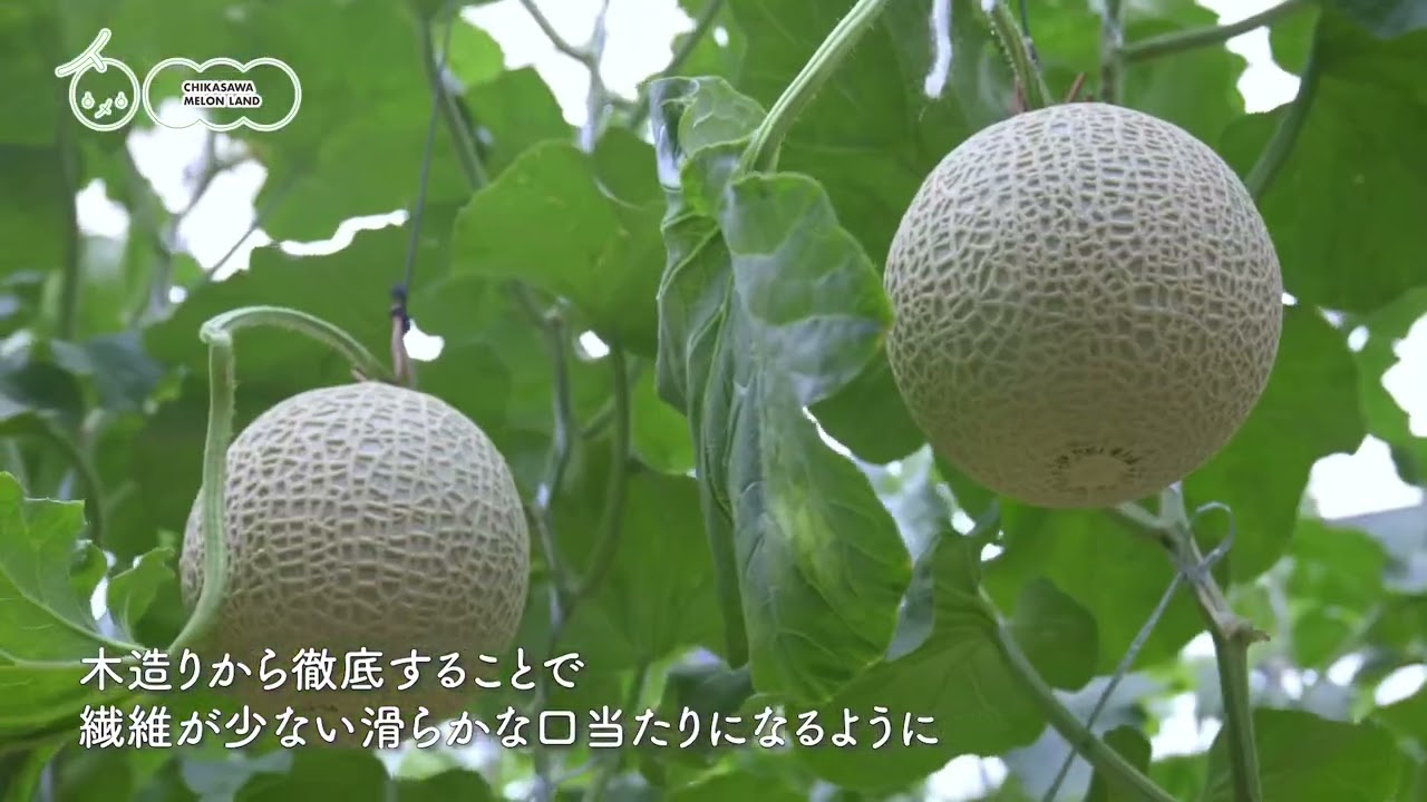 特選】IRODORI 最高級緑肉メロン1玉入(送料込)3月下旬お届け ※1玉1.4kg