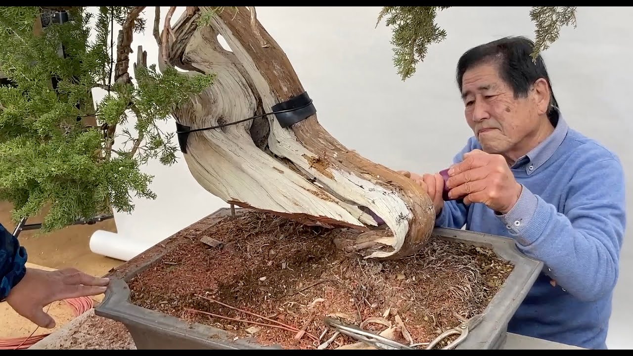 木村正彦の改作実技 ］ 樹高が半分に!? 真柏・驚愕の凝縮技 近代盆栽