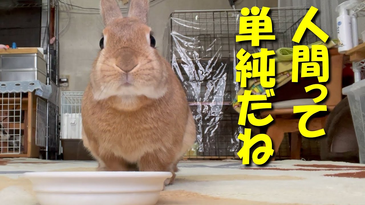 Smart rabbits] Rabbits with high IQ trick their owners to get