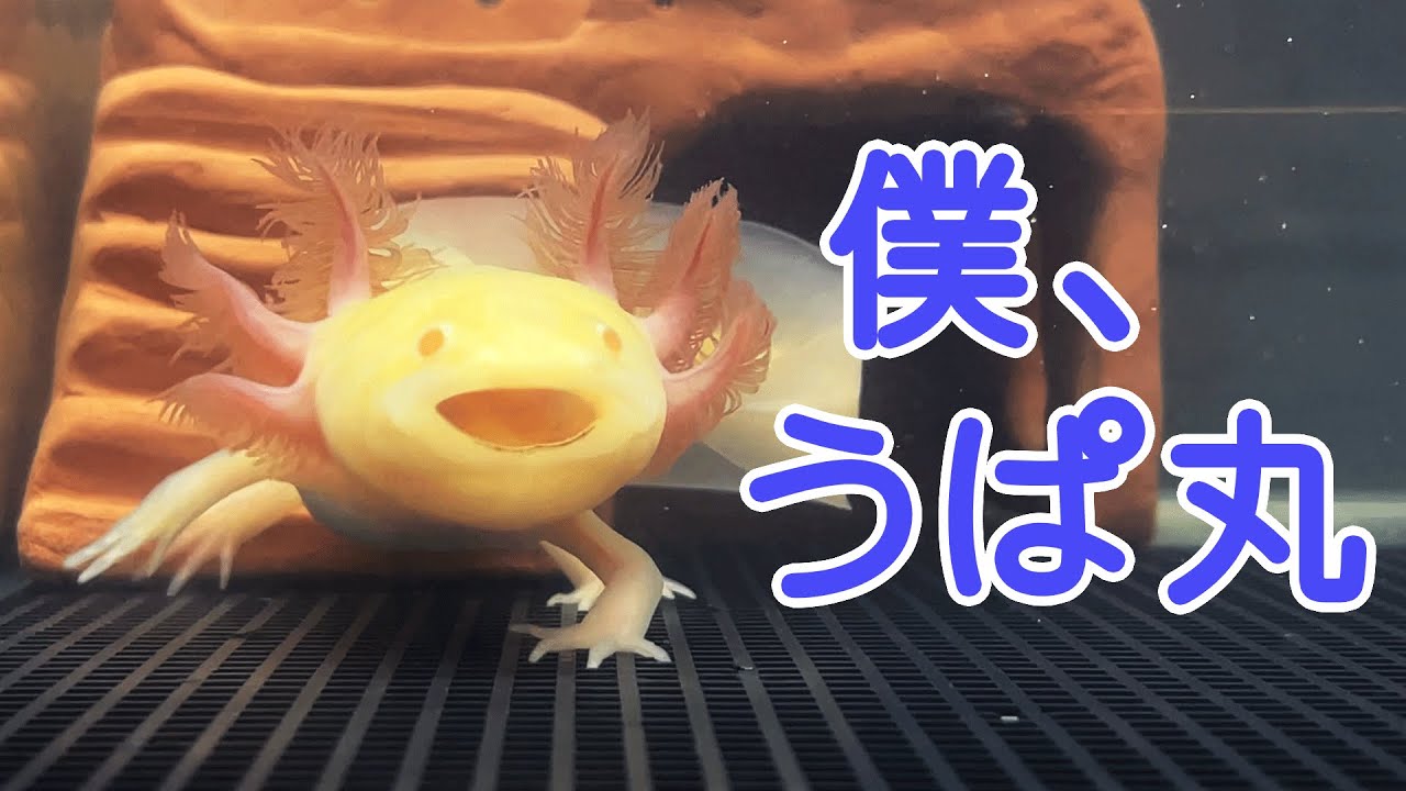 Upamaru channel - YouTube