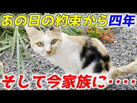 あの日交わした約束！三毛母猫と家族になり四年が経ちました！ - YouTube
