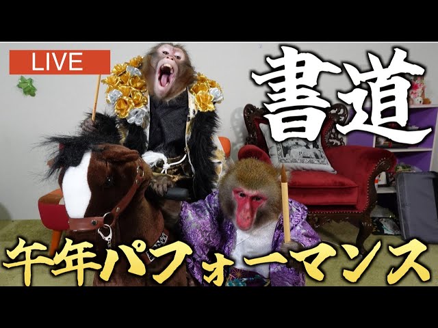 A live New Year's broadcast in which a monkey tries his hand at