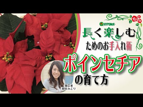 🌸22: How to grow poinsettias: How to care for them and keep the