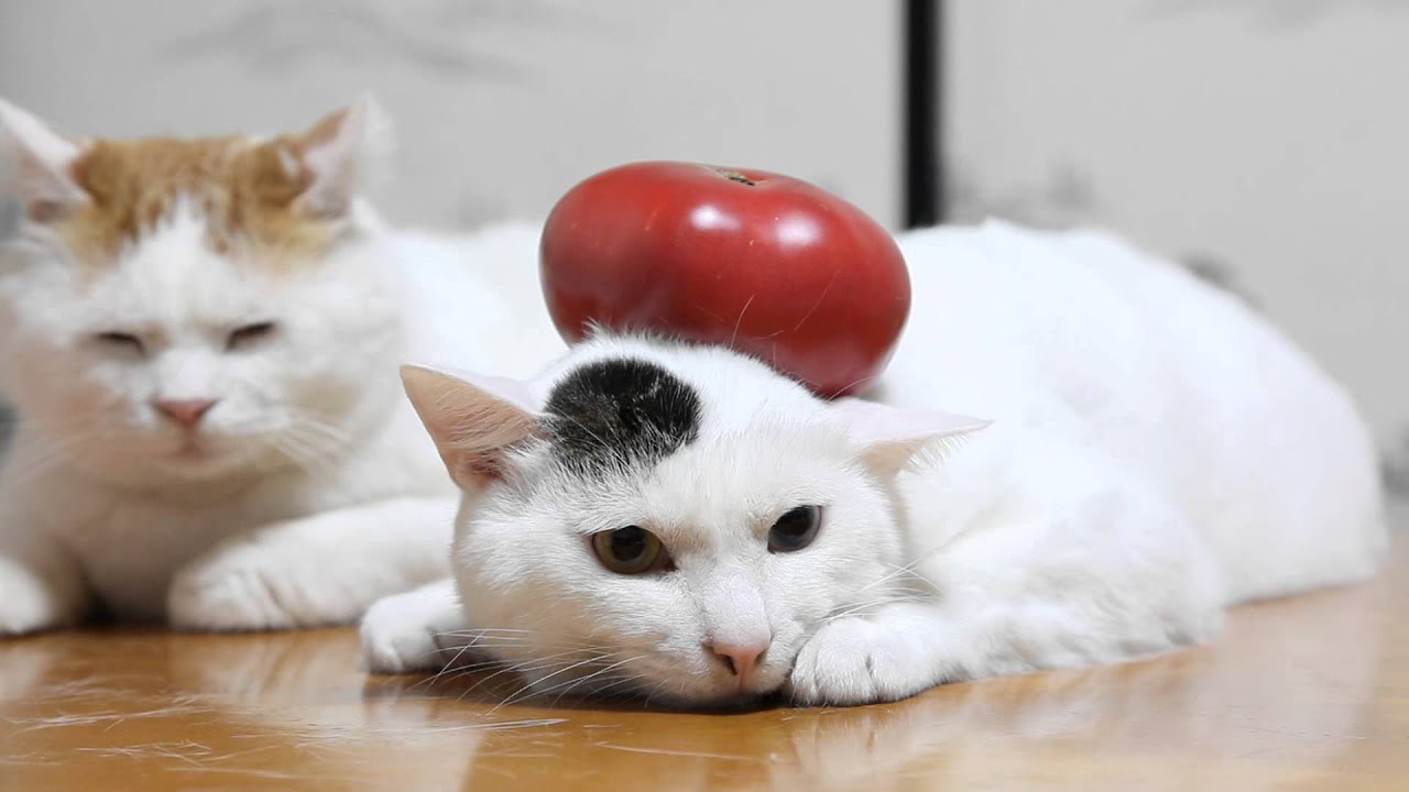 maxresdefault.jpg?sqp=-