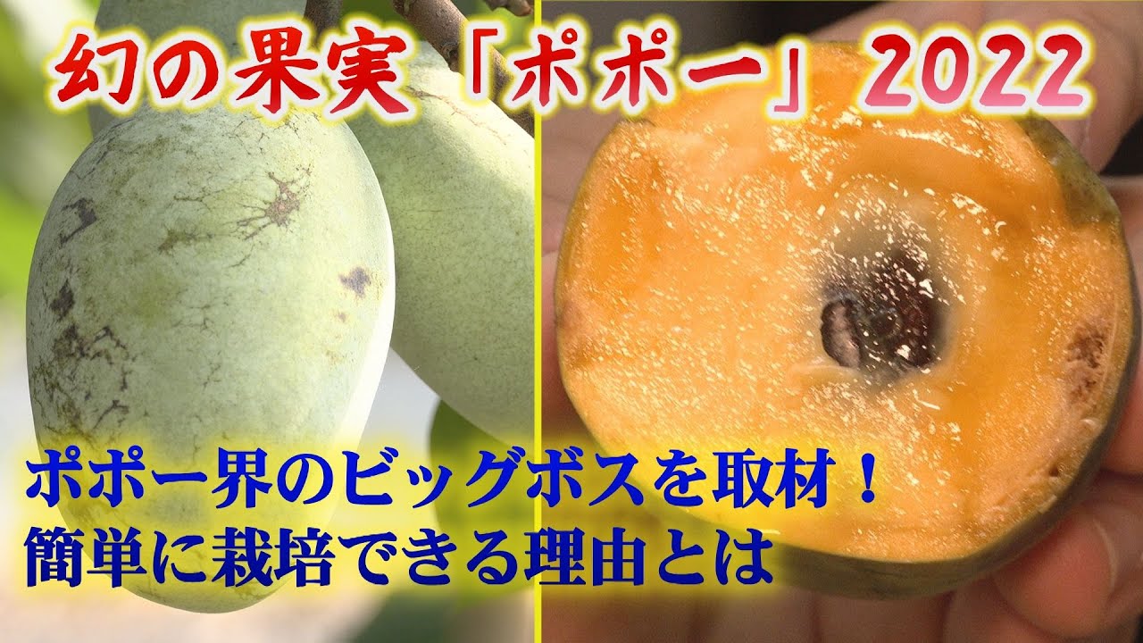 寒いところでも栽培できる初心者おすすめの熱帯果樹「13」選