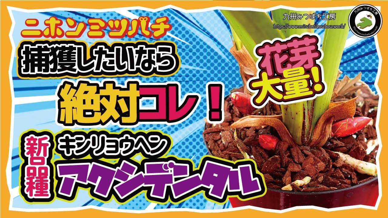 二ホンミツバチを捕獲したいなら絶対コレ！キンリョウヘンの新品種