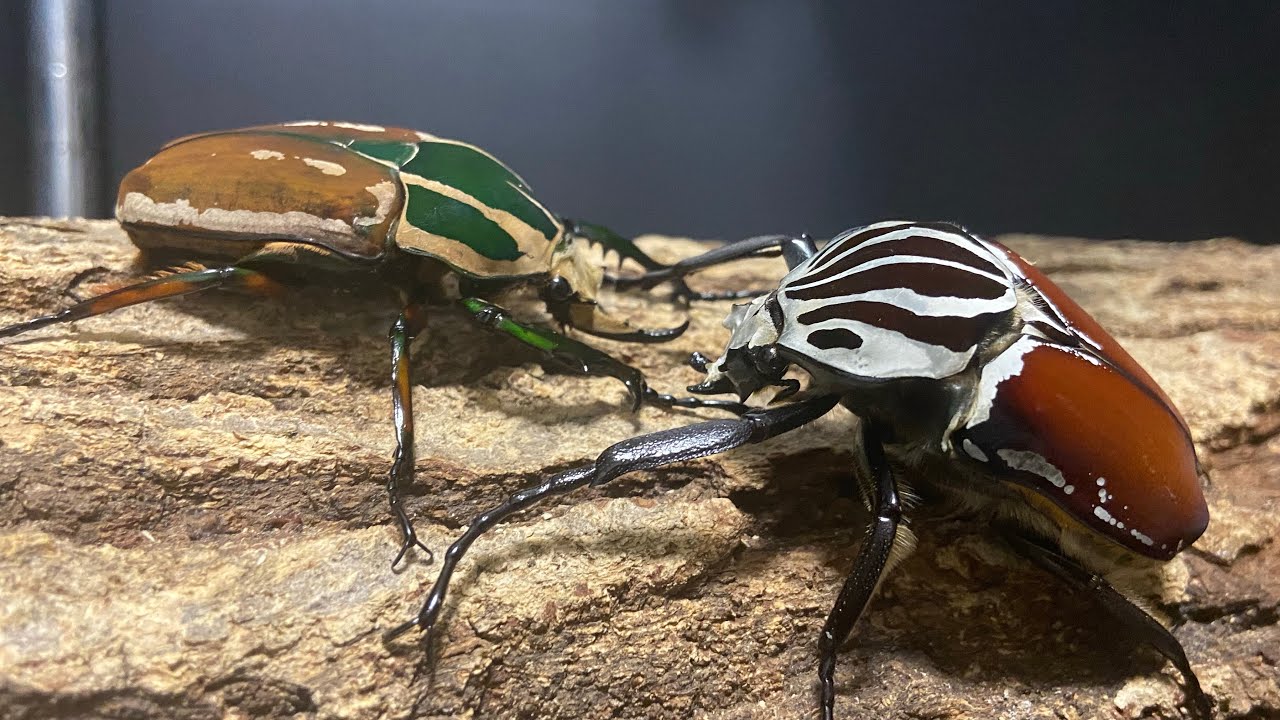 規格外降臨］ウガンデンシスオオツノカナブンVSゴライアス・ゴリアテス