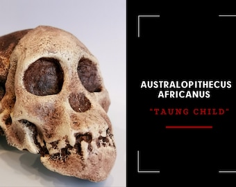 アウストラロピテクス・アフリカヌス。「ミセス・プレス」の頭蓋骨