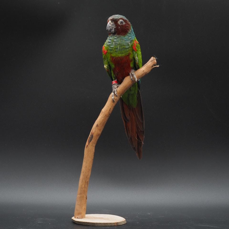 Antique taxidermy parrot - Etsy 日本