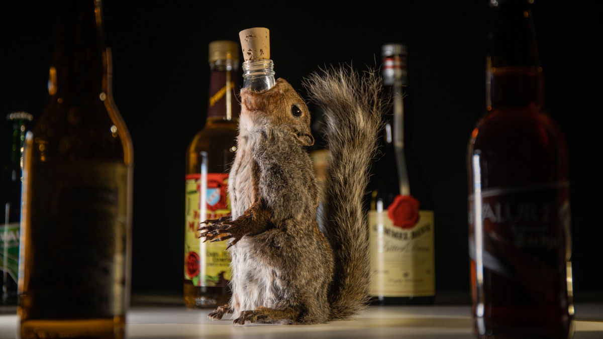 リスの剥製・アリ・子どものうんち・羊のフンでいぶしたクジラの精巣