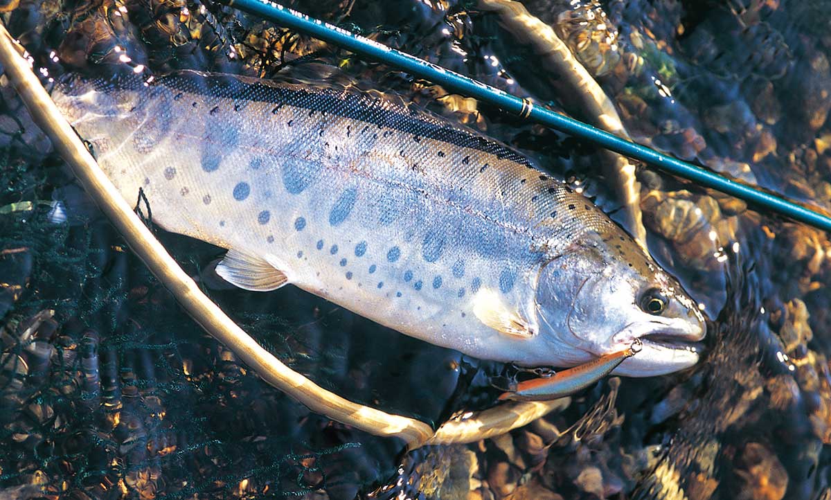 Twinkle ツインクル[タックルハウス] | | Gijie