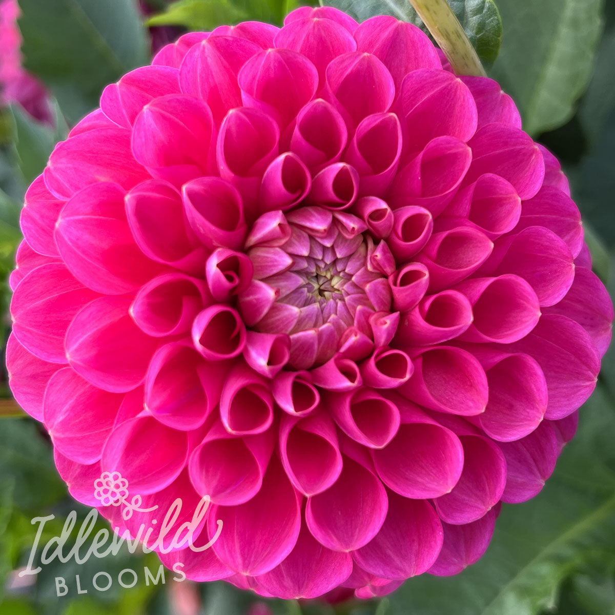 Jowey Frambo Dahlia Tuber | Jowey Frambo Flower Bulb & Information