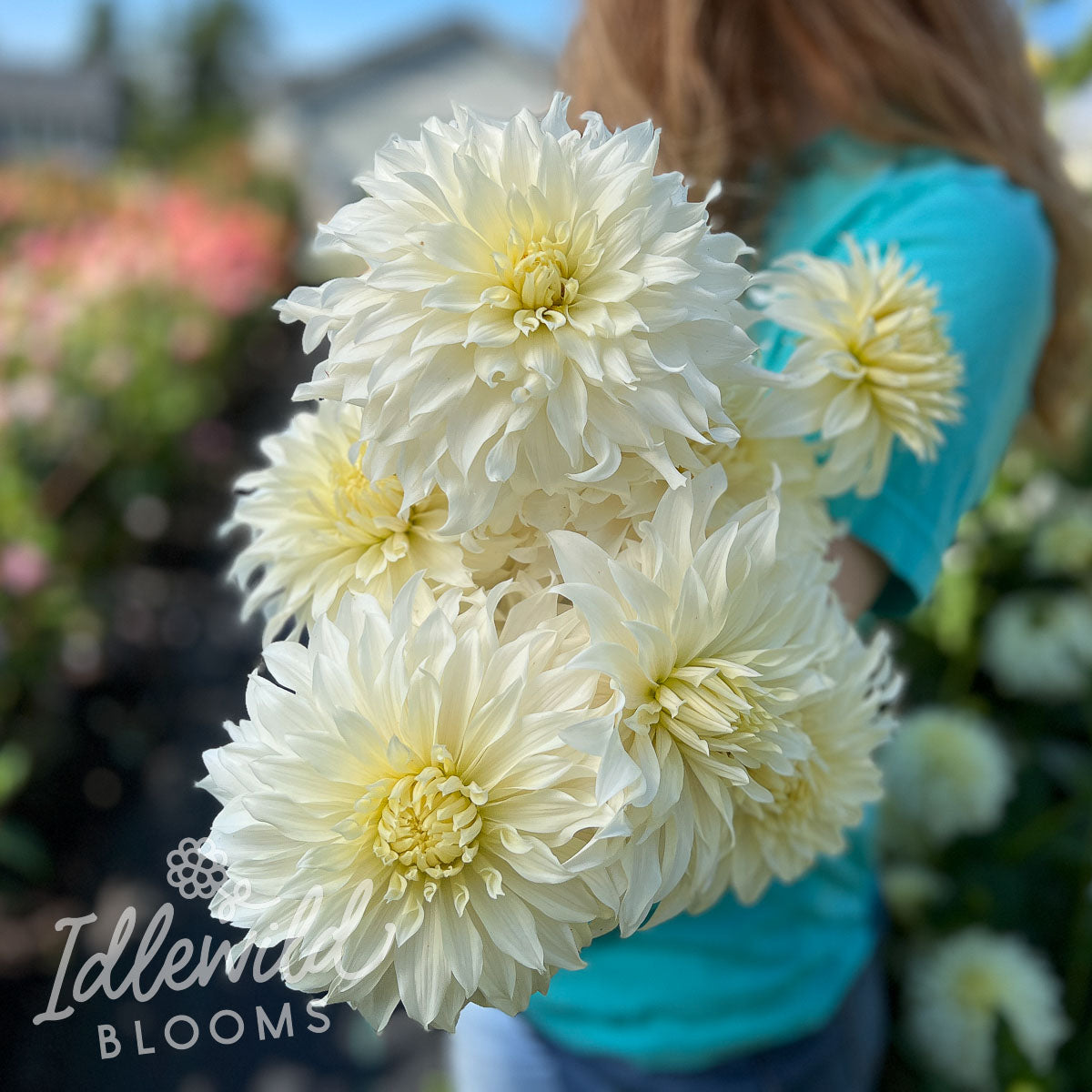 Wyn's Ghostie Dahlia Tuber | Wyn's Ghostie Flower Bulb