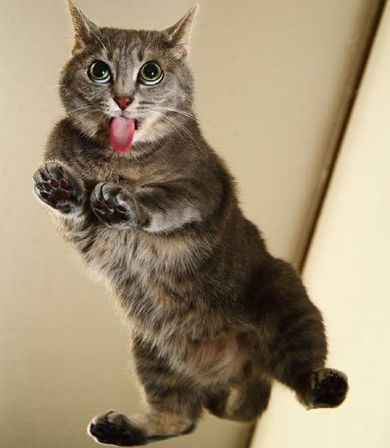 ネコ、下から見るか？外から見るか？－「にゃんたま」の芳澤ルミ子さん