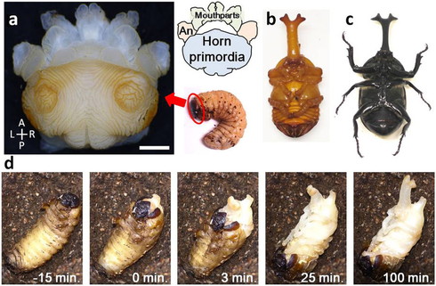 カブトムシ幼虫が大きくなる！発酵マット90リットル保存に便利な