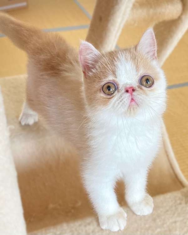 うちの子紹介」ねこちゃん編Vol.8 今日はどの袋にする？噂のあの子は