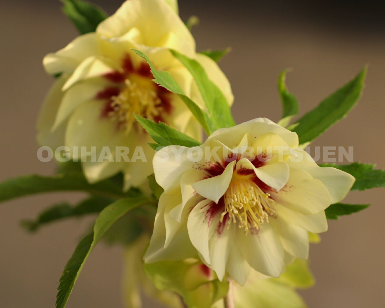 楽天市場】クリスマスローズ ゴールド ダブル系 （実生小苗） : お